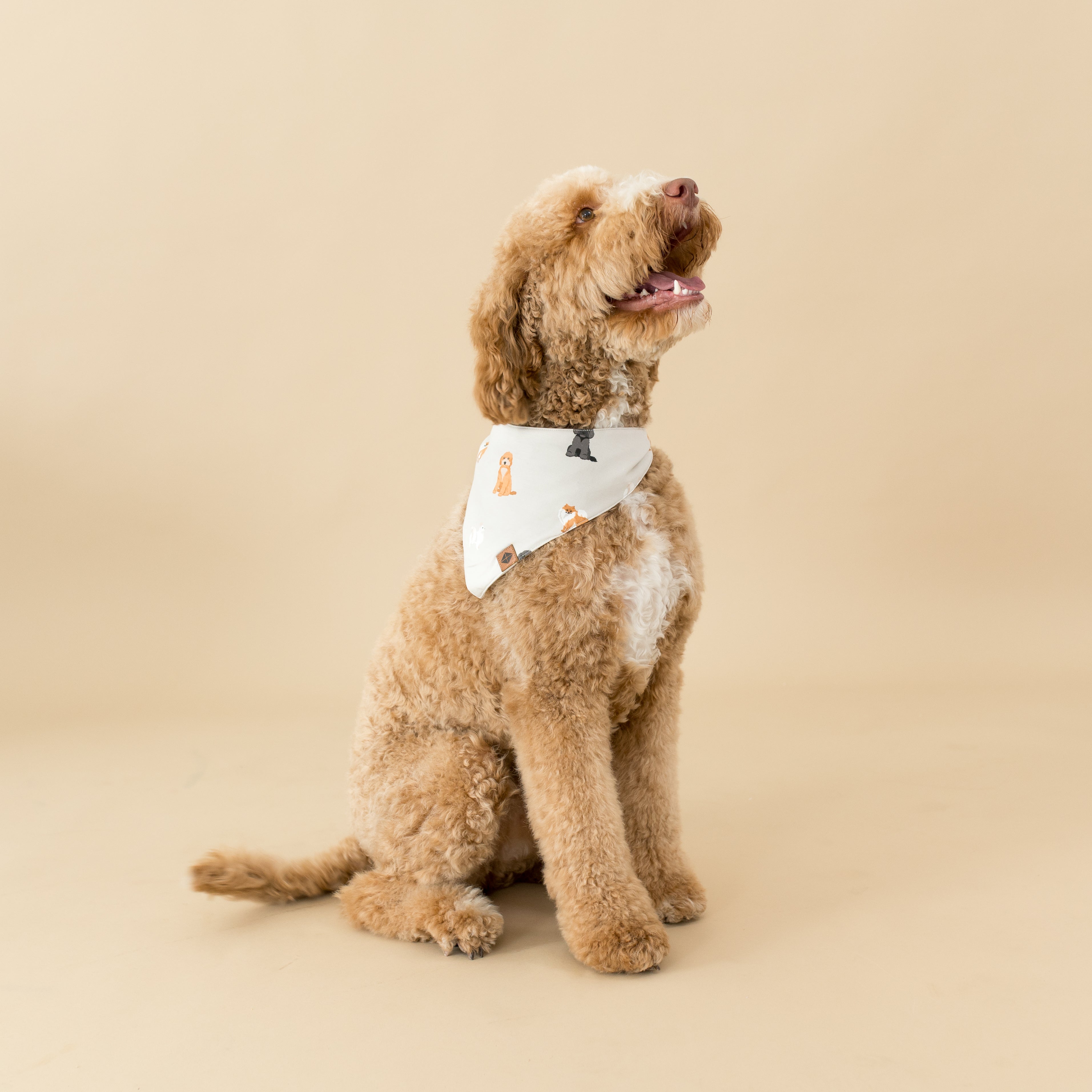 Dog Bandana in Fluffy Dog